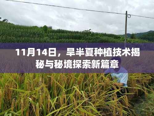11月14日,旱半夏种植技术揭秘与秘境探索新篇章