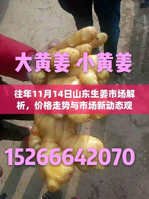 往年11月14日山东生姜市场解析,价格走势与市场新动态观察