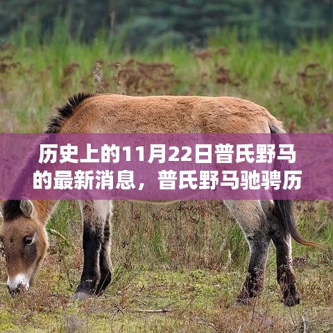 heshiyingxiong 第15页