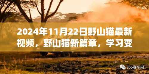 2024年11月22日野山猫最新视频,野山猫新篇章,学习变化,自信成就未来——2024年11月22日视频启示录