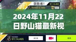 2024年11月22日野山猫最新视频,野山猫新篇章,学习变化,自信成就未来——2024年11月22日视频启示录