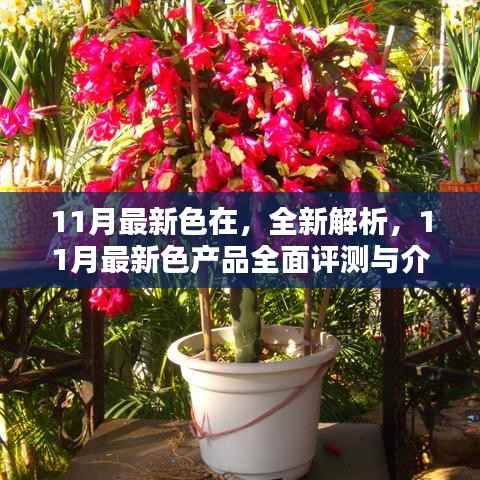 11月最新色在,全新解析,11月最新色产品全面评测与介绍