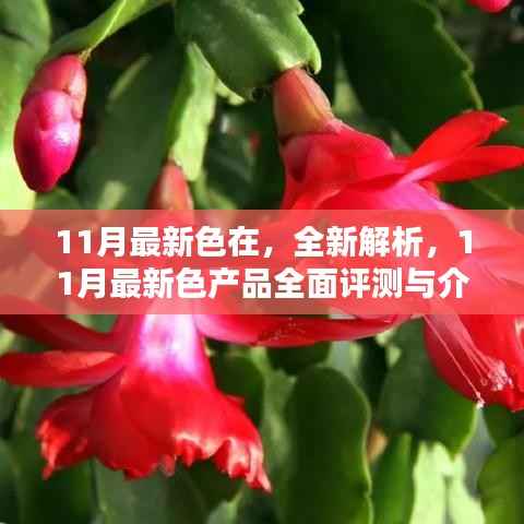 11月最新色在,全新解析,11月最新色产品全面评测与介绍