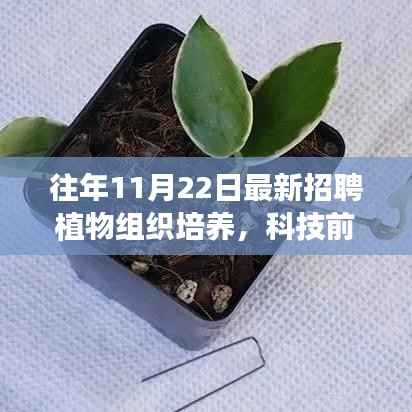 往年11月22日最新招聘植物组织培养,科技前沿革新植物培育方式,全新智能植物组织培养系统重磅发布