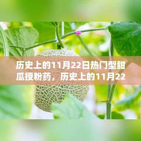 历史上的11月22日热门型甜瓜授粉药,历史上的11月22日,甜瓜授粉药的演变与发展