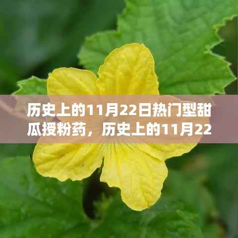 历史上的11月22日热门型甜瓜授粉药,历史上的11月22日,甜瓜授粉药的演变与发展
