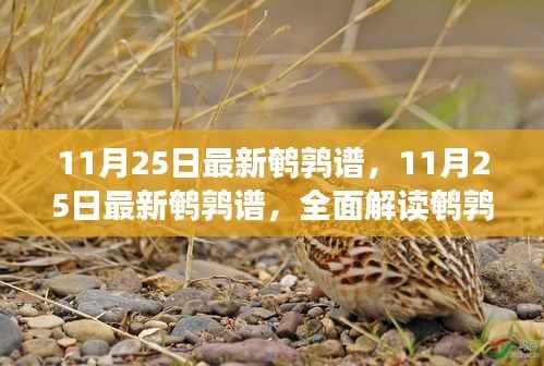 最新鹌鹑谱解读,鹌鹑养殖新指南