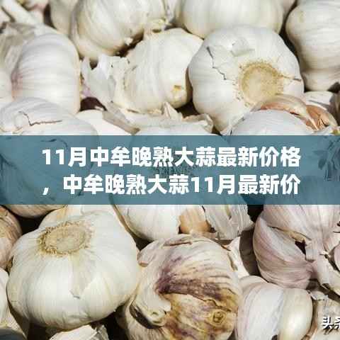 中牟晚熟大蒜11月价格走势及市场影响分析