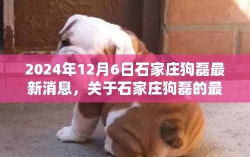深度解析，石家庄狗磊最新消息（2024年12月6日）