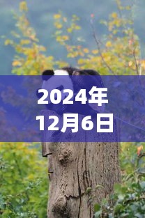 2024年12月6日大熊猫青青热门，探秘巷弄深处，大熊猫青青热门与小巷中的熊猫特色小店