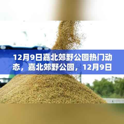 嘉北郊野公园12月9日热闹瞬间与深远影响纪实