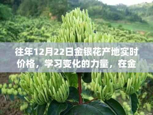 往年12月22日金银花产地实时价格,探寻价格波动的力量与自我成就启示之路