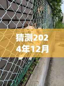 探秘特色小店与柴犬币行情预测,揭秘未来柴犬币价格走势与日常价格动态(2024年12月22日)