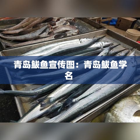 青岛鲅鱼宣传图：青岛鲅鱼学名 