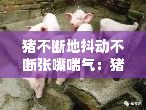 猪不断地抖动不断张嘴喘气:猪发抖喘气很快死亡