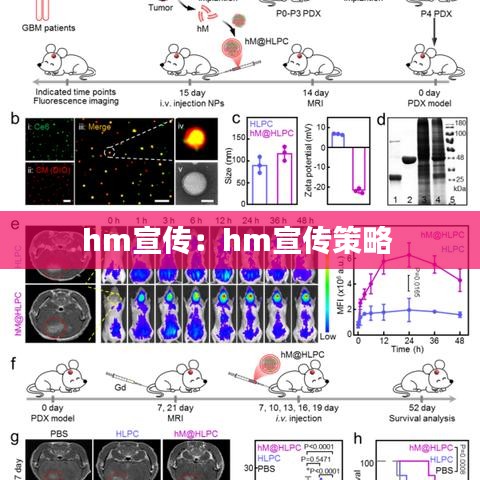 hm宣传：hm宣传策略 