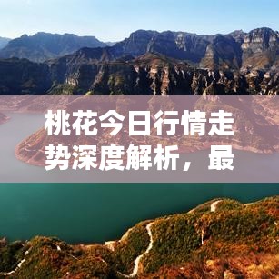 桃花今日行情走势深度解析，最新动态一网打尽