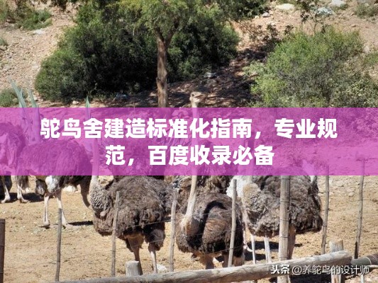 鸵鸟舍建造标准化指南，专业规范，百度收录必备