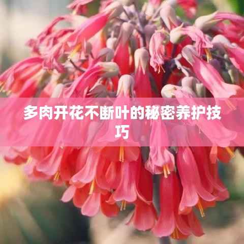 多肉开花不断叶的秘密养护技巧