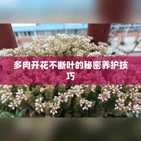 多肉开花不断叶的秘密养护技巧