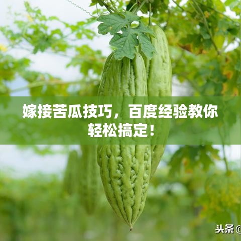 嫁接苦瓜技巧，百度经验教你轻松搞定！