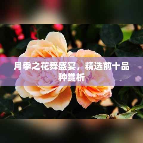 月季之花舞盛宴,精选前十品种赏析
