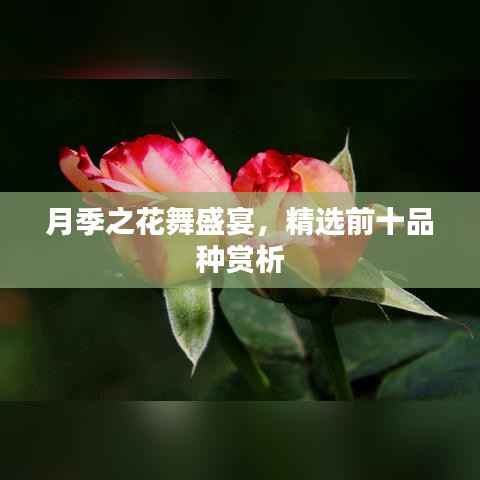 月季之花舞盛宴,精选前十品种赏析