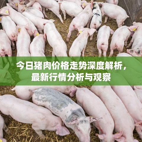 今日猪肉价格走势深度解析，最新行情分析与观察