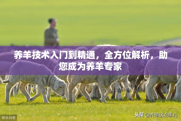 养羊技术入门到精通,全方位解析,助您成为养羊专家
