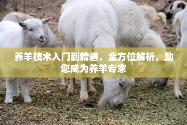养羊技术入门到精通,全方位解析,助您成为养羊专家