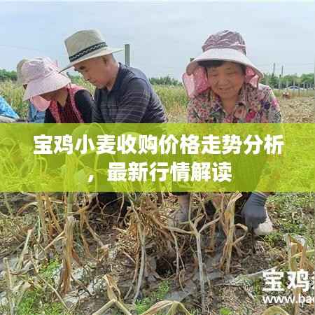 宝鸡小麦收购价格走势分析,最新行情解读