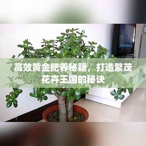 高效黄金肥养秘籍,打造繁茂花卉王国的秘诀