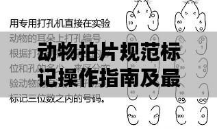 动物拍片规范标记操作指南及最佳实践解析
