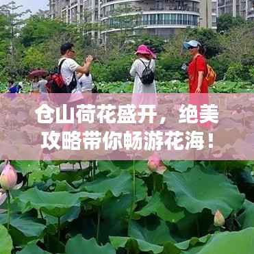 仓山荷花盛开,绝美攻略带你畅游花海!