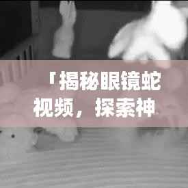 「揭秘眼镜蛇视频,探索神秘生物世界之旅」