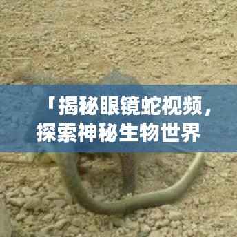 「揭秘眼镜蛇视频,探索神秘生物世界之旅」