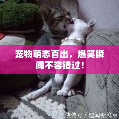 宠物萌态百出,爆笑瞬间不容错过!