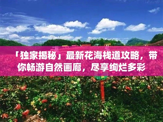「独家揭秘」最新花海栈道攻略,带你畅游自然画廊,尽享绚烂多彩之旅!
