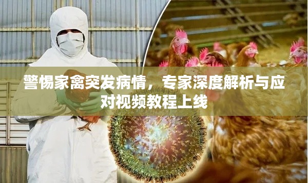 警惕家禽突发病情,专家深度解析与应对视频教程上线