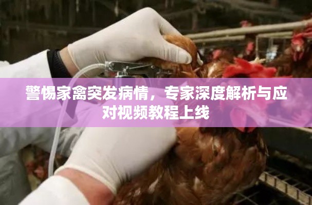 警惕家禽突发病情,专家深度解析与应对视频教程上线