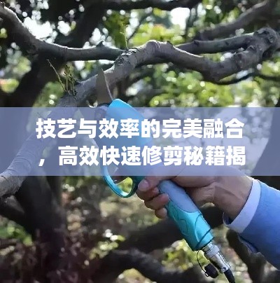 技艺与效率的完美融合,高效快速修剪秘籍揭秘