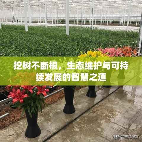 挖树不断根,生态维护与可持续发展的智慧之道