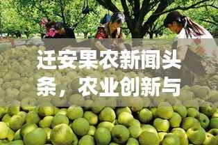 迁安果农新闻头条,农业创新与技术进步驱动果业蓬勃发展