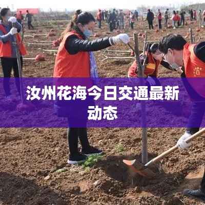 汝州花海今日交通最新动态