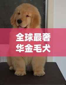 全球最奢华金毛犬榜单,天价名犬盘点