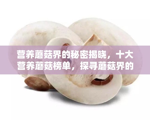 营养蘑菇界的秘密揭晓,十大营养蘑菇榜单,探寻蘑菇界的营养瑰宝!