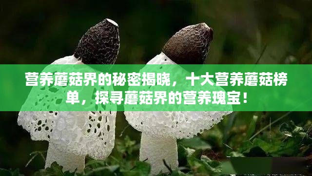 营养蘑菇界的秘密揭晓,十大营养蘑菇榜单,探寻蘑菇界的营养瑰宝!
