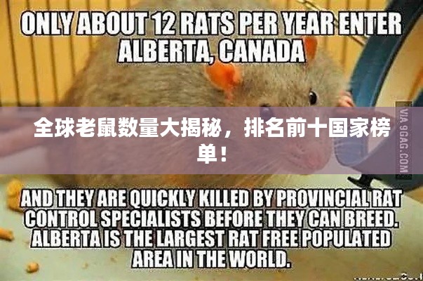 全球老鼠数量大揭秘,排名前十国家榜单!