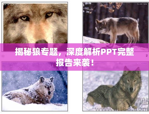 揭秘狼专题,深度解析PPT完整报告来袭!