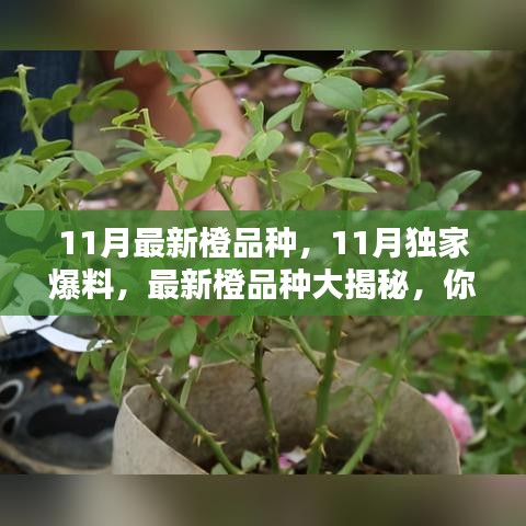 独家爆料，最新橙品种盛宴揭秘，橙色盛宴不容错过！